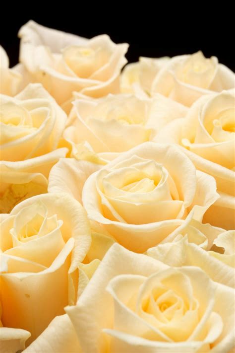 Order online for curbside pickup, in-store. . Champagne roses
